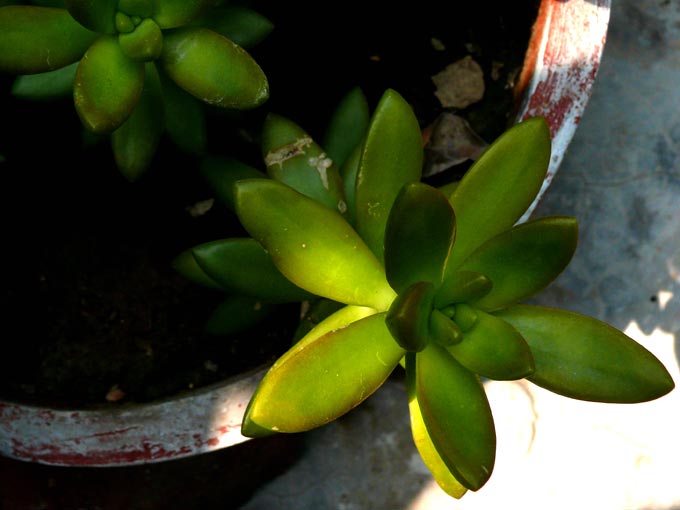 Leaves on steroids - A close up of a cactus | copyright Picturejockey : Navin Harish 2005-2007