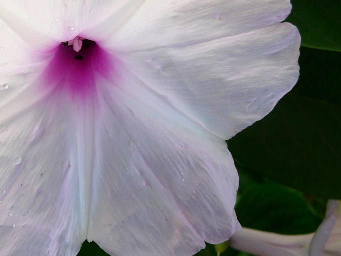 White and Pink - An image of White and Pink in Aarey Colony  | copyright Picturejockey : Navin Harish 2005-2007