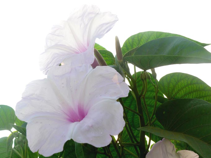 White flowers - An image of white flowers in Aarey Colony  | copyright Picturejockey : Navin Harish 2005-2007