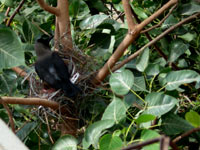 Crow's nest