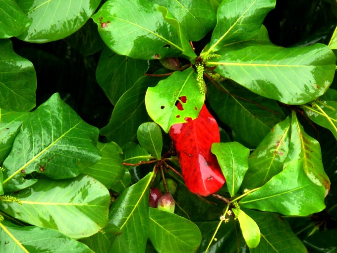 I don't want to blend in - An image of one red and rest green leaves of almond tree | copyright Picturejockey : Navin Harish 2005-2007