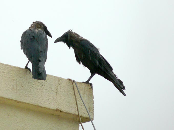 Do you still think an umbrella would be not required? - An image of two wet crows sitting on the terrace of our building | copyright Picturejockey : Navin Harish 2005-2007