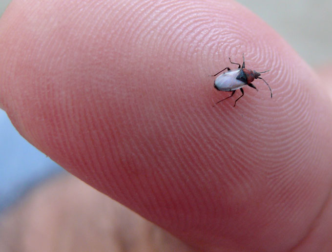 An aspiring model - An image of a small insect sitting on my thumb | copyright Picturejockey : Navin Harish 2005-2007