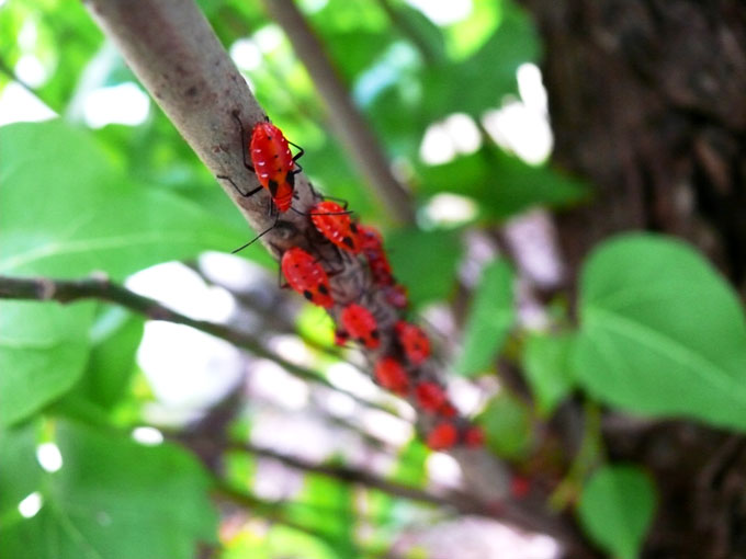 Keedon ki baarat - An image of small red insects sitting on a branch | copyright Picturejockey : Navin Harish 2005-2007