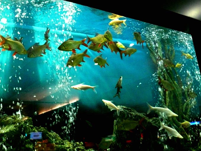 What's on the Menu? - An image of fish in aquarium in InOrmit Mall in Malad, Mumbai | copyright Picturejockey : Navin Harish 2005-2007