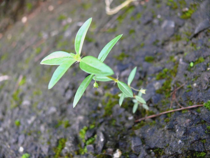 Life will find a way - An image of a tree growing on concrete | copyright Picturejockey : Navin Harish 2005-2007