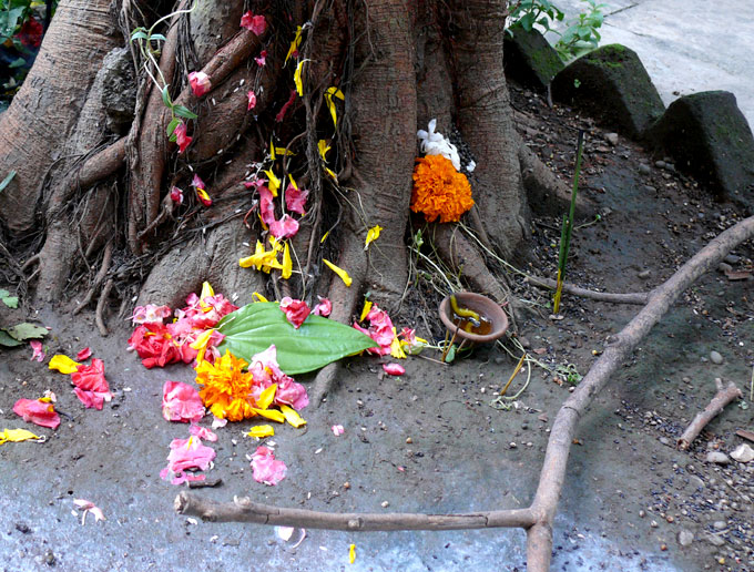 Tree worship - An image of flowers and a lamp near a pipal tree | copyright Picturejockey : Navin Harish 2005-2007