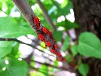 Keedon ki baarat - An image of small red insects sitting on a branch