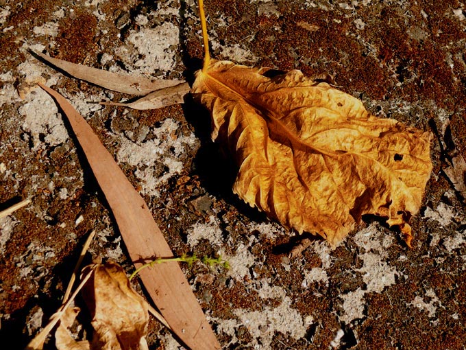 A dead leaf... a dying resolution - An image of dead leaf in a park in Andheri, Mumbai | copyright Picturejockey : Navin Harish 2005-2008