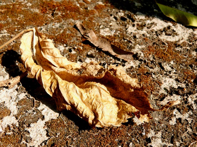 Public transport is for losers - An image of dead leaf in a park in Andheri, Mumbai | copyright Picturejockey : Navin Harish 2005-2008