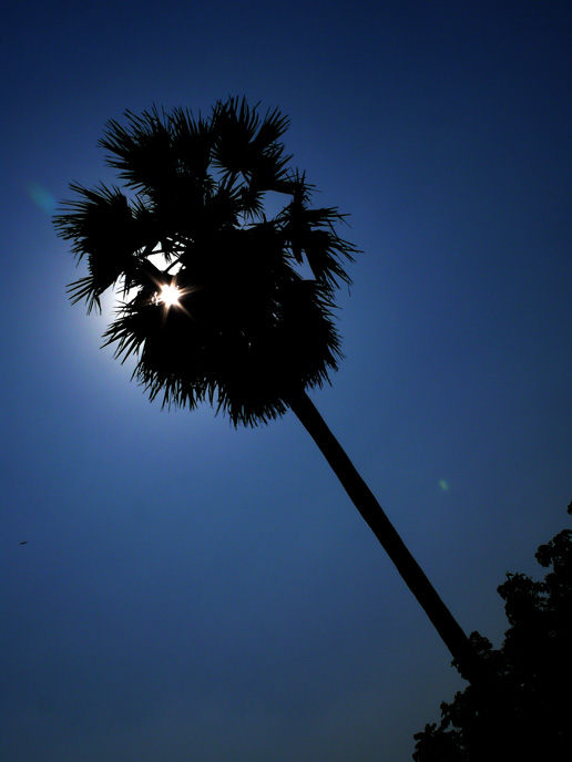 Shining through - An image of the sun behind a tree in a park in Bombay | copyright Picturejockey : Navin Harish 2005-2008