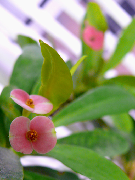 A tiny pink flower at my office, copyright Picturejockey : Navin Harish 2005-2008