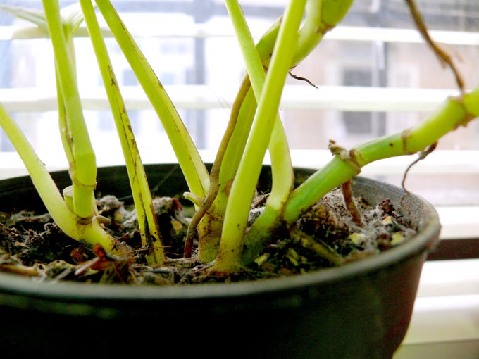 A plant in my office, copyright Picturejockey : Navin Harish 2005-2008