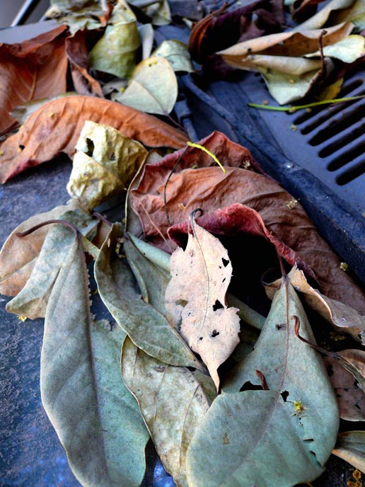 A blanket of leaves  - An image of leaves on a car parked in Greenfields, andheri, Mumbai | copyright Picturejockey : Navin Harish 2005-2008