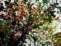 Can only be the work of an engineer - An image of an almond tree with green and red leaves