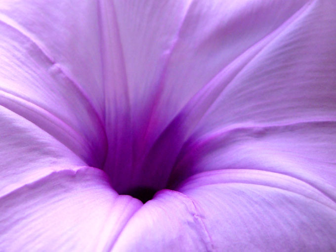 Purple - An image of a flower growing in Aarey Colony, Mumbai | copyright Picturejockey : Navin Harish 2005-2008