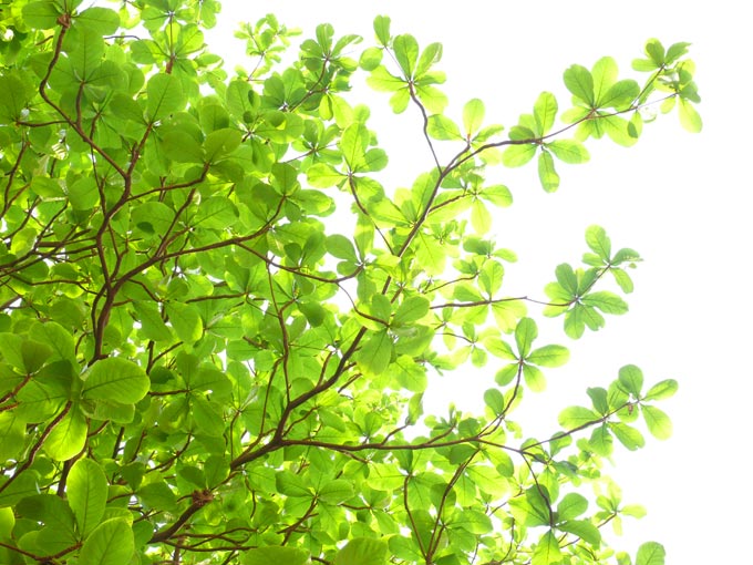 A brand new day - An image of new leaves on an amlond tree | copyright Picturejockey : Navin Harish 2005-2008