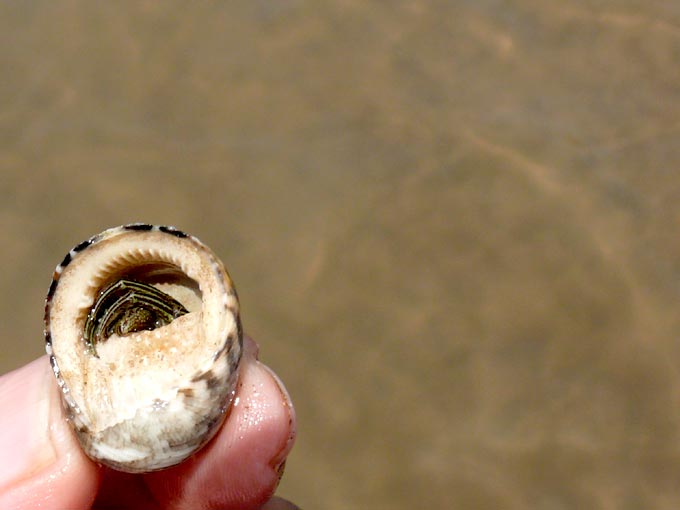 Yeh ghar bahut haseen hai - An image of a sea shell | copyright Picturejockey : Navin Harish 2005-2008