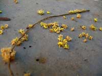 Yellow flowers #2 - An image of tiny Yellow flowers on a parked car