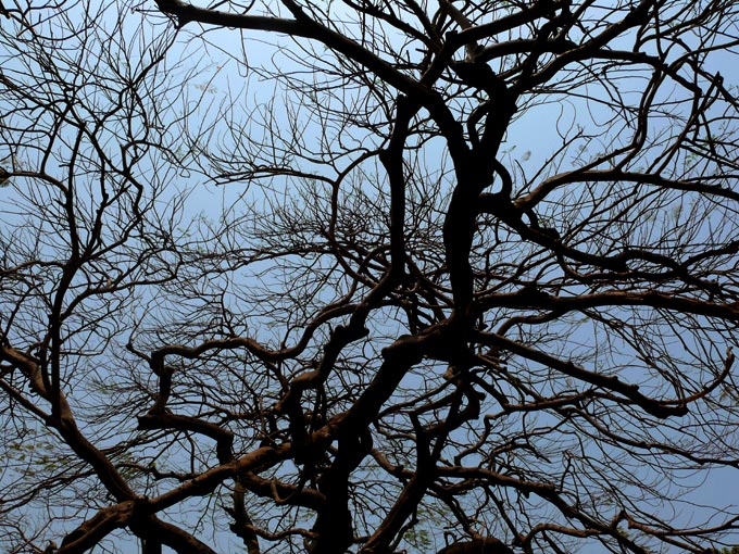 Bare tree at Kanheri Caves - An image of a bare tree at Kanheri Caves, Mumbai | copyright Picturejockey : Navin Harish 2005-2008