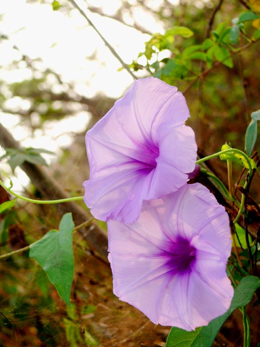 In this Olympics lets play parliament too - An image of purple flowers in Aarey Colony, Goregaon, Mumbai | copyright Picturejockey : Navin Harish 2005-2008