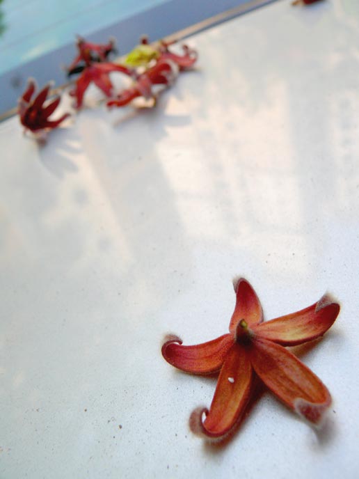 A flower of banana peel - An image of tiny red flowers on a car  | copyright Picturejockey : Navin Harish 2005-2008