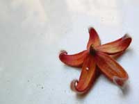 A flower of banana peel - An image of tiny red flowers on a car