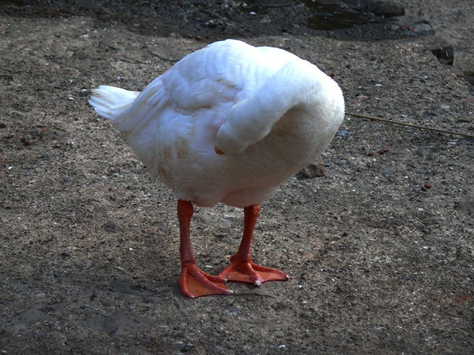 No time even to scratch the itch - An image of a duck scratching itself with its beak at Ban ganga, Walkeshwar, Bombay | copyright Picturejockey : Navin Harish 2005-2008