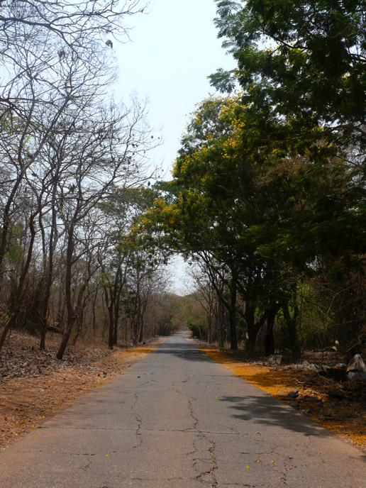 Dry trees move to the left of the road, greens to the right - An image of laburnum trees on the way to Kanheri Caves | copyright Picturejockey : Navin Harish 2005-2008