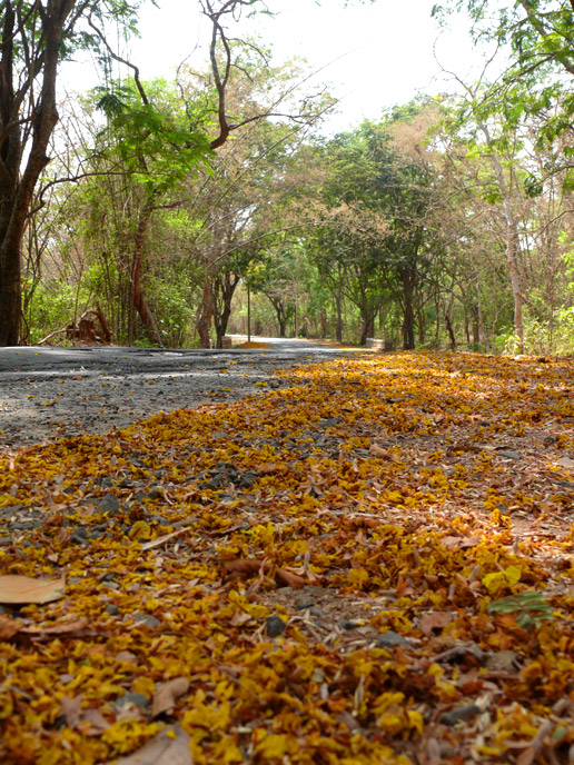 Laburnum trees on the way to Kanheri Caves - An image of Laburnum trees on the way to Kanheri Caves | copyright Picturejockey : Navin Harish 2005-2008