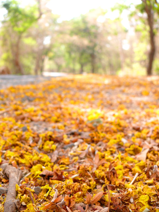 Yellow Fever - An image of laburnum trees on the way to Kanheri Caves | copyright Picturejockey : Navin Harish 2005-2008