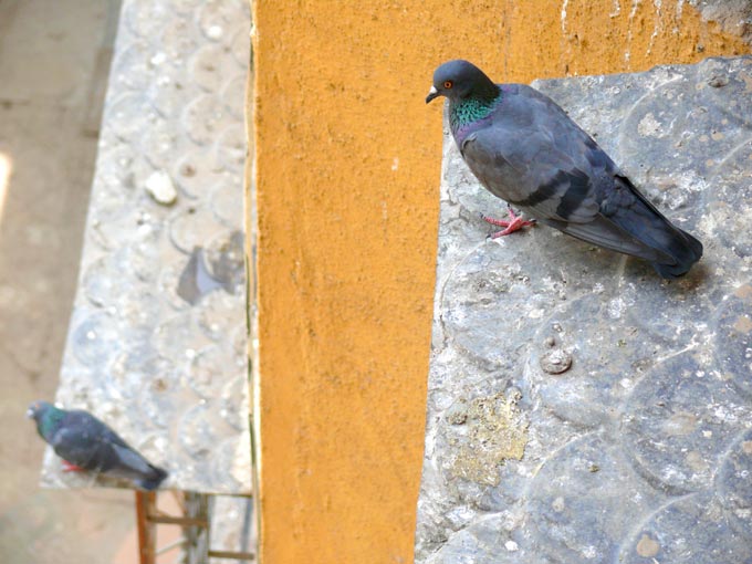One leve up - An image of pigeons sitting on windows of my building | copyright Picturejockey : Navin Harish 2005-2008