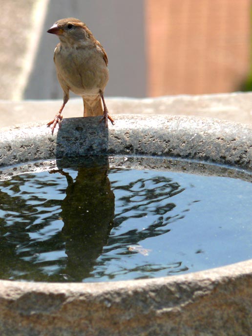 Time for a drink - An image of a sparrow drinking water from a bird bath at the Aquarium in South Bombay | copyright Picturejockey : Navin Harish 2005-2008