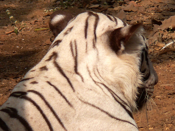 A fake tiger - An image of a White Tiger at Sanjay Gandhi National Park, Borivalli, Mumbai, India | copyright Picturejockey : Navin Harish 2005-2008