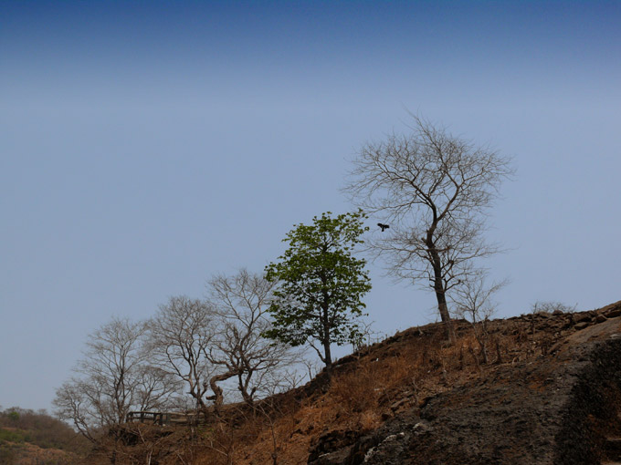 Tree with leaves problem - An image of trees at Kanheri caves | copyright Picturejockey : Navin Harish 2005-2008