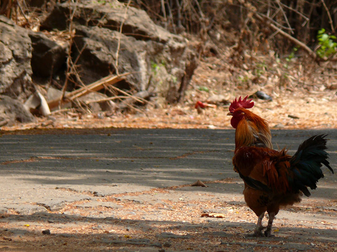Here come the dad - An image of a rooster at Kanheri Caves | copyright Picturejockey : Navin Harish 2005-2008