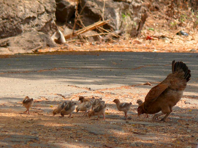 Chicks with Mum - An image of a hen with young chicks | copyright Picturejockey : Navin Harish 2005-2008