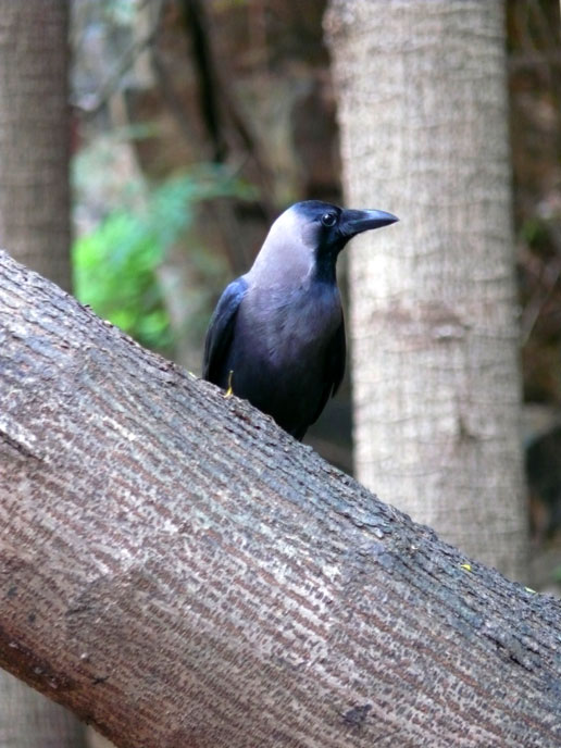 My right side looks better - An image of a crow sitting on a tree near my home | copyright Picturejockey : Navin Harish 2005-2008
