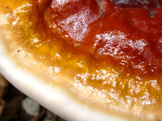 Fresh out of oven - An image of fungus | copyright Picturejockey : Navin Harish 2005-2008