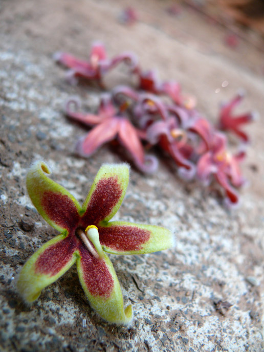 Introspection - An image of tiny flowers | copyright Picturejockey : Navin Harish 2005-2008