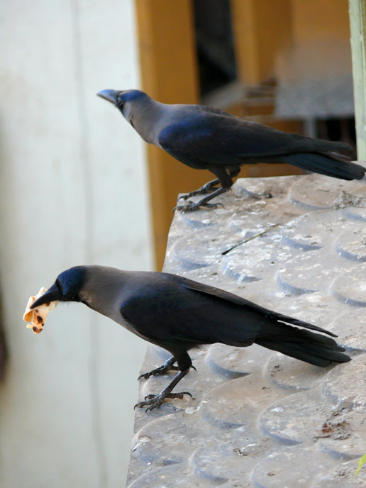 Uski roti - An image of two crows, one of them with a roti | copyright Picturejockey : Navin Harish 2005-2008