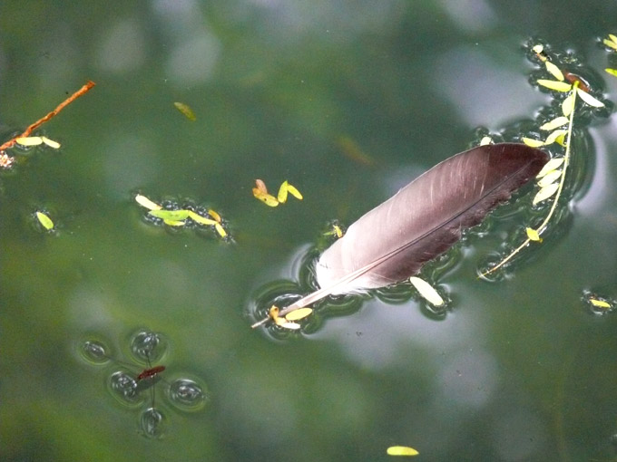 In the well - An image of a feather and a mosquito sitting on water demonstrating the principle of surface tension in a well | copyright Picturejockey : Navin Harish 2005-2008