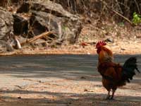 Here come the dad - An image of a rooster at Kanheri Caves