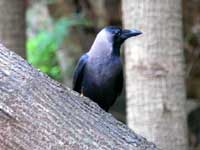 My right side looks better - An image of a crow sitting on a tree near my home