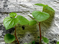 Nothing is impossible - An image of a plant growing on the wall of boundary wall of Greenfields, Andheri, Mumbai