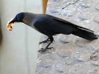 Uski roti - An image of two crows, one of them with a roti