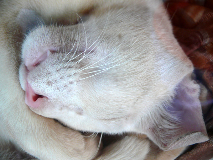 A cat sleeping in the window of a restaurant at Madgaon railway station , copyright Picturejockey : Navin Harish 2005-2009