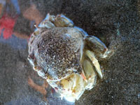 Side walker : A crab at Juhu beach, Mumbai