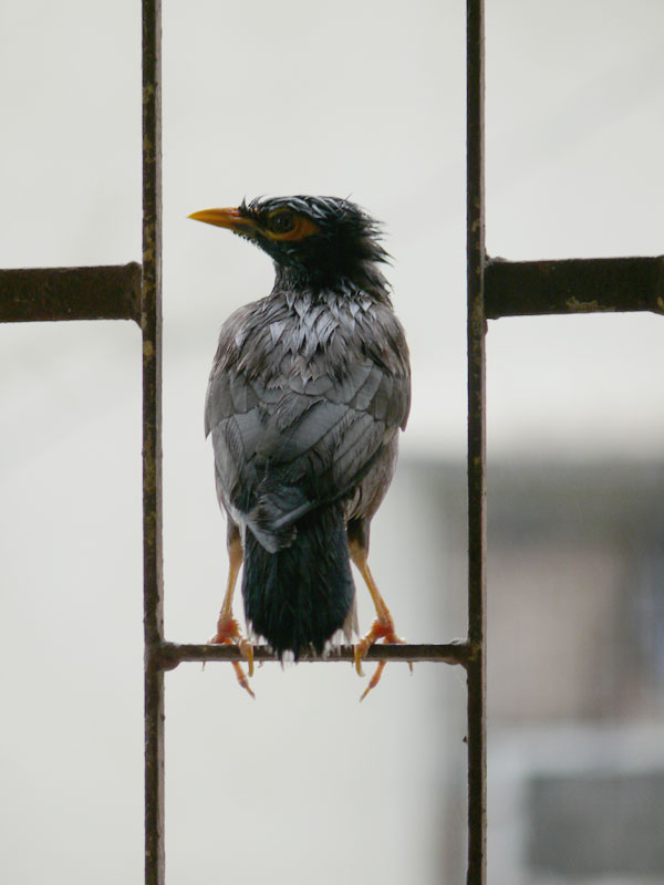 A bird on our window soaked in rain, copyright Picturejockey : Navin Harish 2005-2009