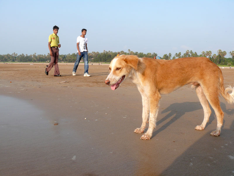 A dog and two boys at Aksa beach Mumbai, copyright Picturejockey : Navin Harish 2005-2009